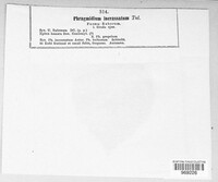 Phragmidium rubi-geoidis image